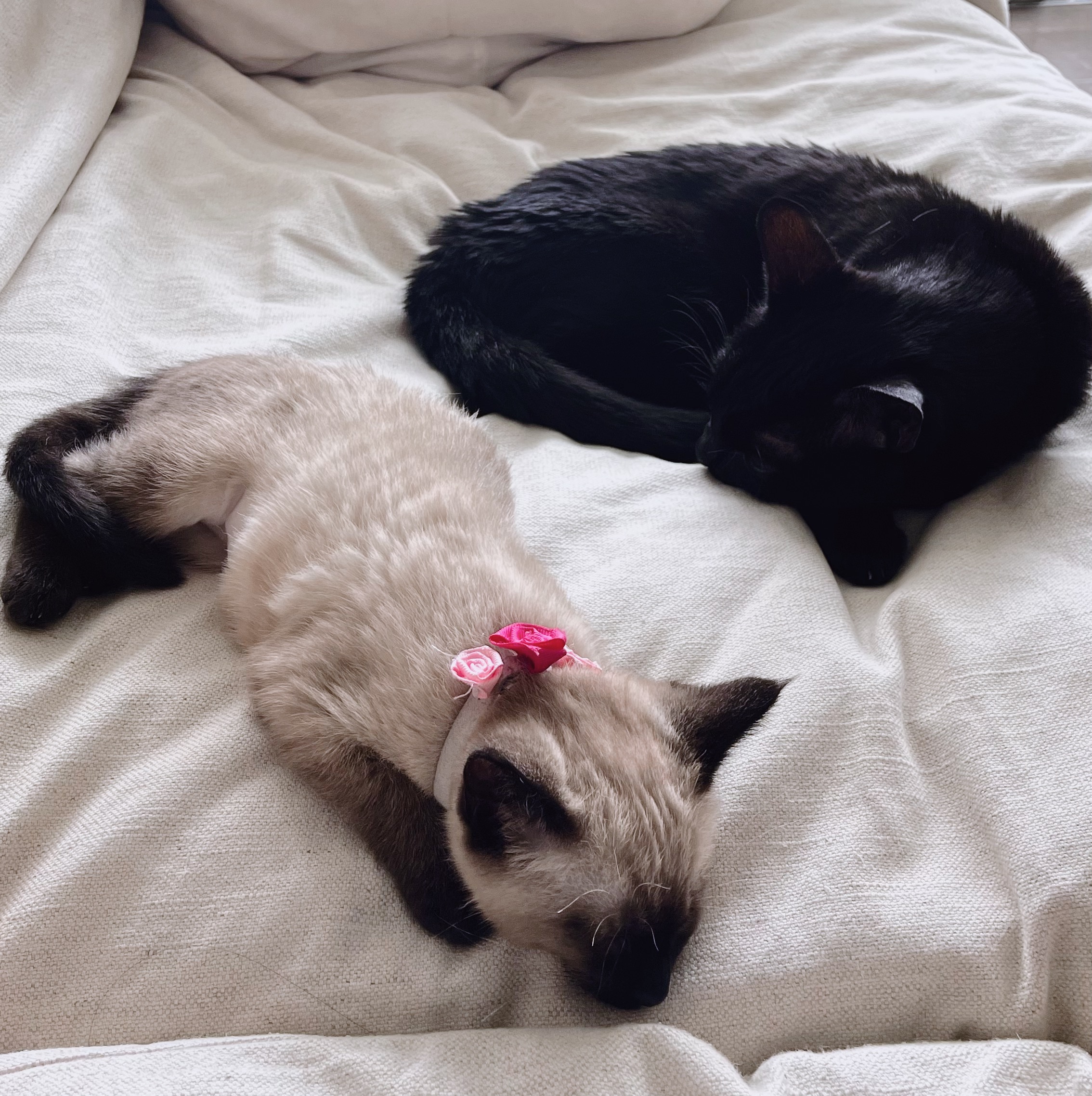 Julia's two cats curled up on a bed